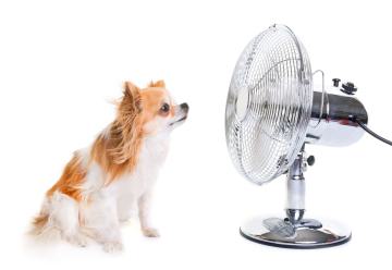 Hund vor einem Ventilator